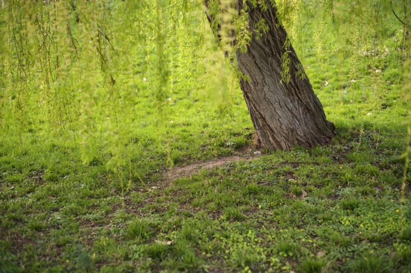 Trunk of a weeping willow, Stuttgart, Baden-Wuerttemberg, Germany, Europe