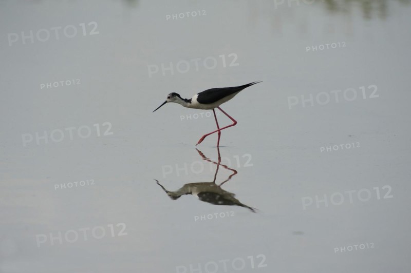 Black-winged Stilt, Himantopus himantopus, italy