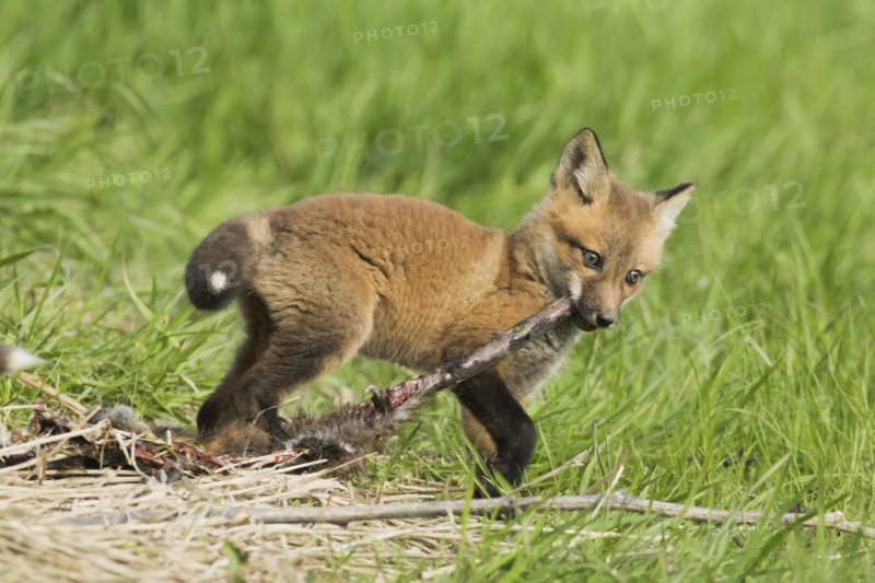 Red fox. Vulpes vulpes. .Fox cub eating the remains of a muskrat. Province of Quebec. Canada