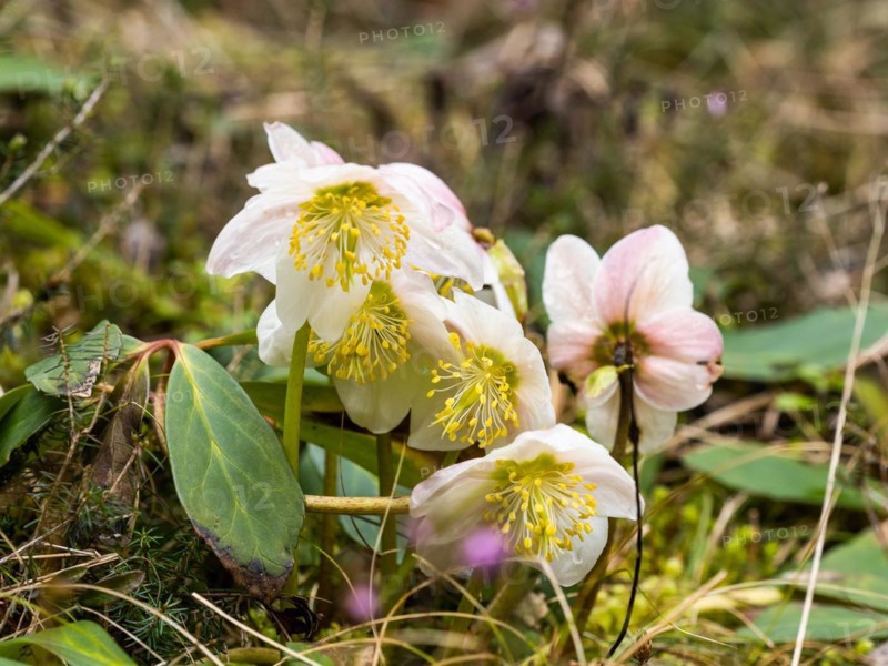 Christmas rose (Helleborus niger), near Tragoess, Styria, Austria, Europe