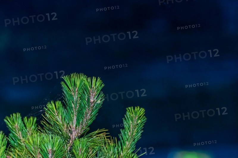 Closeup of pine tree needles with dark background taken after sunset in South Korea