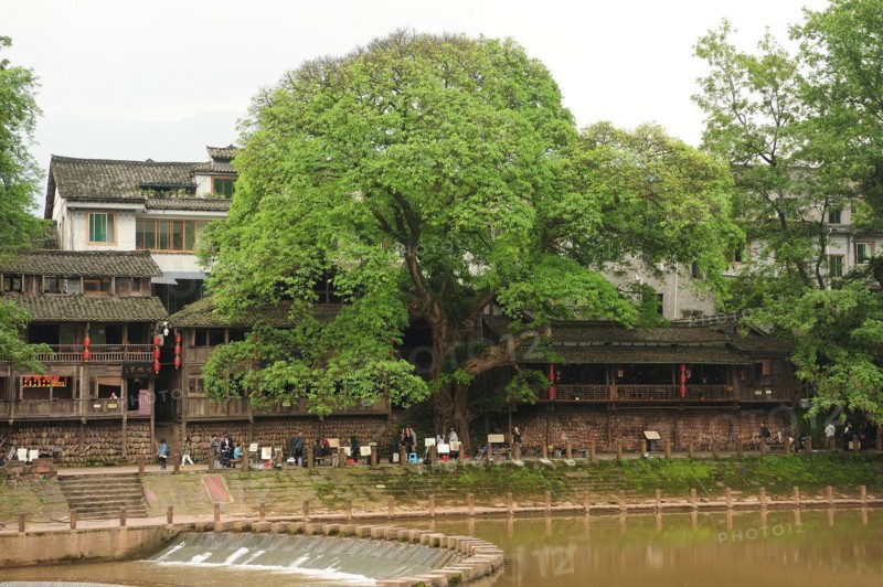 Liujiang water village, travel, river, banyan tree, ficus subgenus urostigma, sichuan, china