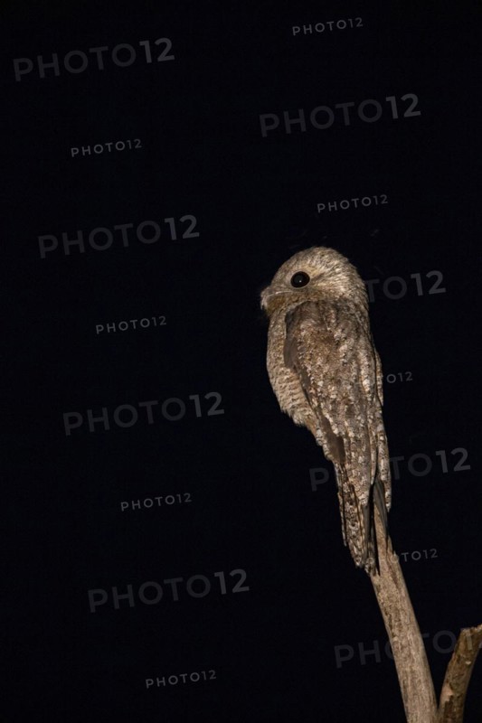 Great potoo (Nyctibius grandis) Pantanal Brazil