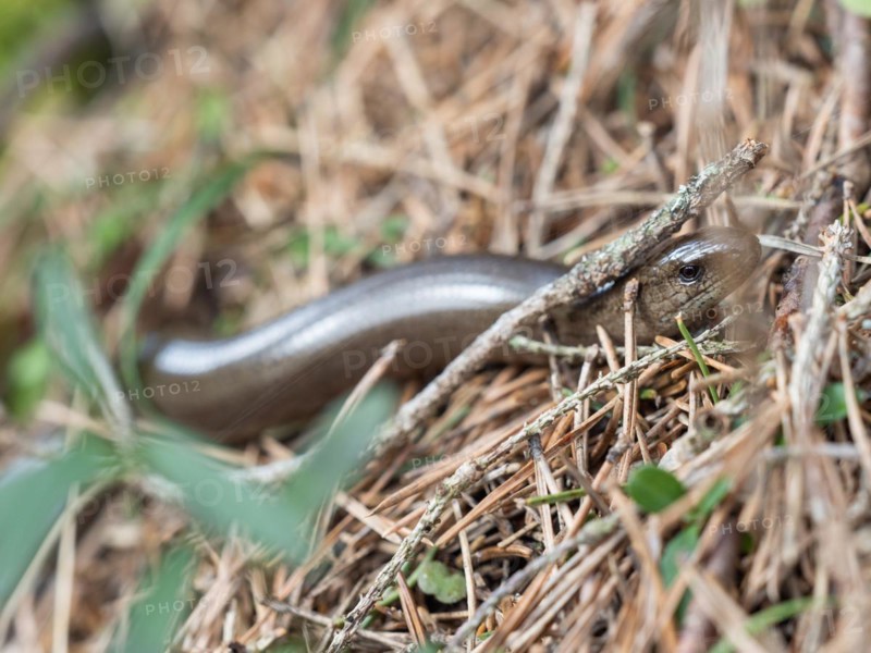 Slow worm (Anguis fragilis), near Tragoess, Styria, Austria, Europe
