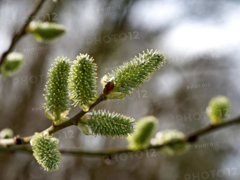 Goat willow (Salix caprea)