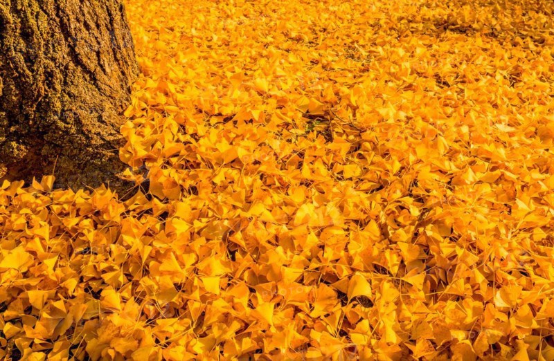 A lush blanket of golden yellow ginkgo leaves covers the ground in an autumn scene, in South Korea