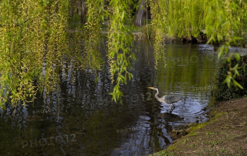 Grey heron (Ardea cinerea) fishing in pond under weeping willow, Stuttgart, Baden-Wuerttemberg, Germany, Europe