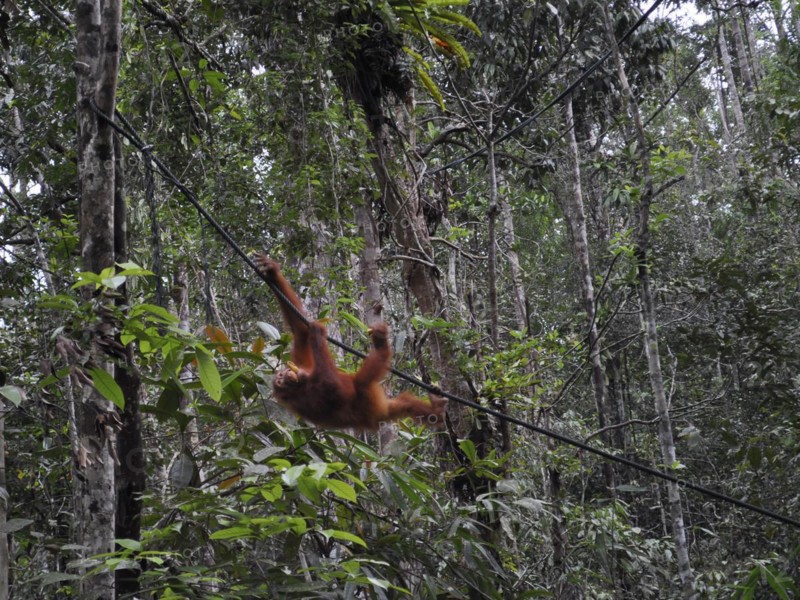 Semenggoh Nature Reserve, Pongo pygmaeus, sarawak, malaysia
