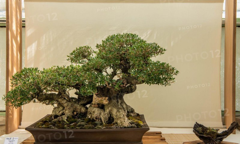 Bonsai