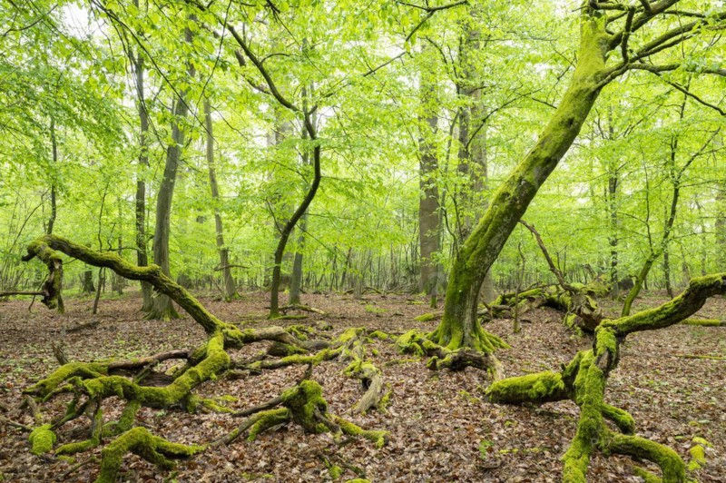 Near-natural deciduous forest, moss-covered deadwood, in spring, Barnbruch Forest nature reserve, Lower Saxony, Germany, Europe
