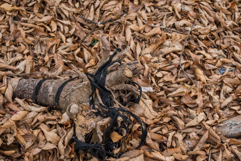 A scene of environmental pollution with discarded strap and fallen leaves, in South Korea
