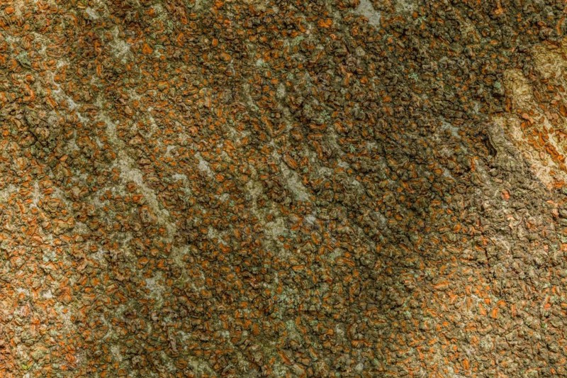 Close-up of crustose lichen creating an abstract texture, in South Korea