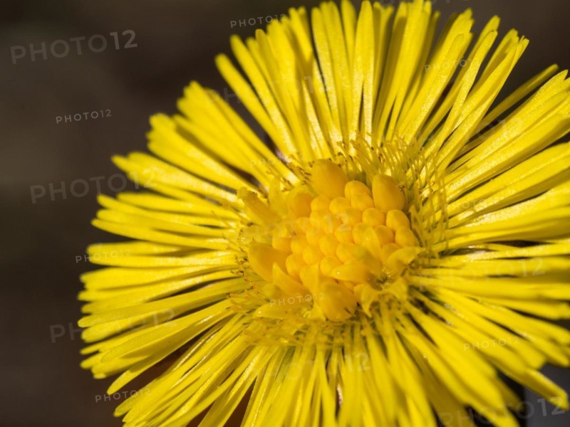 Coltsfoot (Tussilago farfara), Leoben, Styria, Austria, Europe