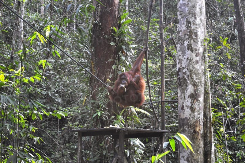 Semenggoh Nature Reserve, Pongo pygmaeus, sarawak, malaysia