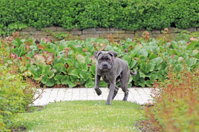 Cane Corso Italiano