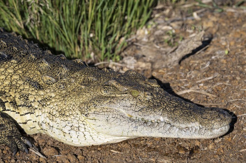 Nile crocodile (Crocodylus niloticus) Mziki Private Game Reserve, North West Province, South Africa, Africa