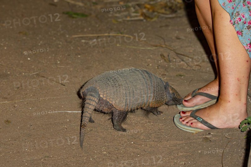 Giant armadillo (Priodontes maximus) Pantanal Brazil