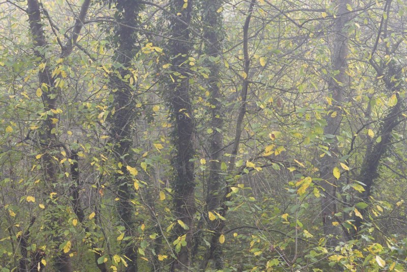 Deciduous trees in the fog, bird cherries entwined with autumn leaves and ivy, Moselle, Rhineland-Palatinate, Germany, Europe