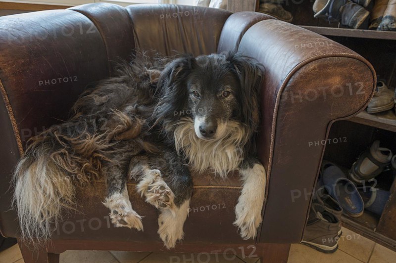 Old, tired Border Collie in his leather armchair, Mecklenburg-Vorpommern, Germany, Europe