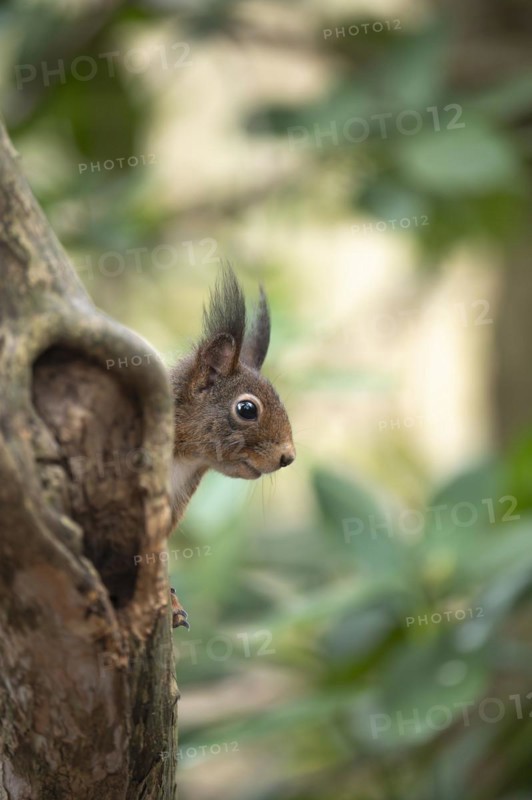 Eurasian red squirrel (Sciurus vulgaris), hidden behind a thicker curved branch, head visible, looking to the side to the right, brush ears, winter fur, background green blurred leaves, incidence of light, Ruhr area, Dortmund, Germany, Europe