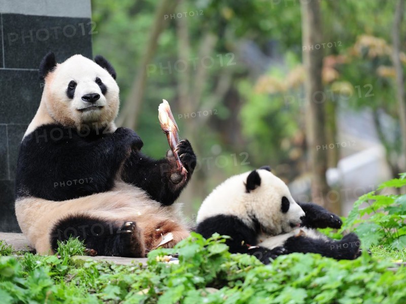 Bifengxia Panda Center, sichuan, china