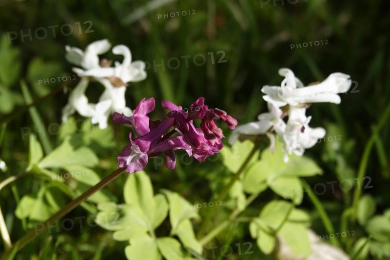 Corydalis, March, Germany, Europe