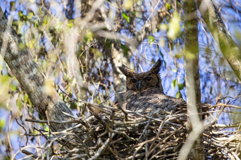Virginia eagle owl (Bubo virginianus) Pantanal Brazil