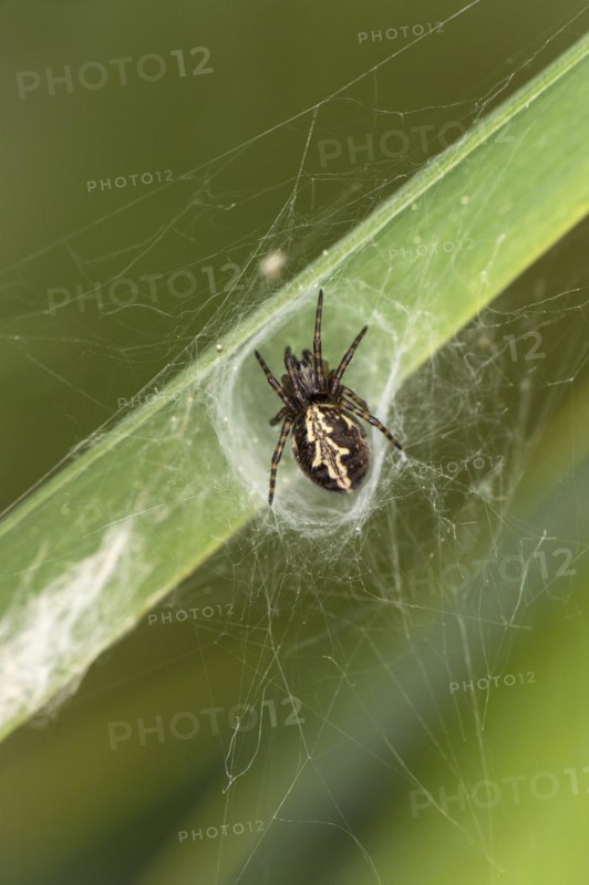 Oak leaf spider (Aculepeira carbonaria), Valais, Switzerland, Europe