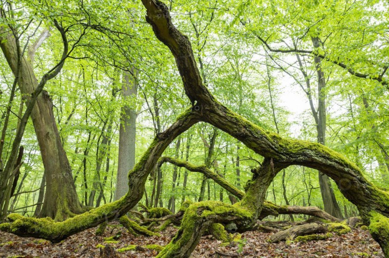 Near-natural deciduous forest, moss-covered deadwood, in spring, Barnbruch Forest nature reserve, Lower Saxony, Germany, Europe