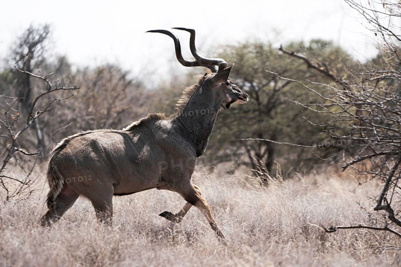 Male kudu, Limpopo, South Africa, Africa