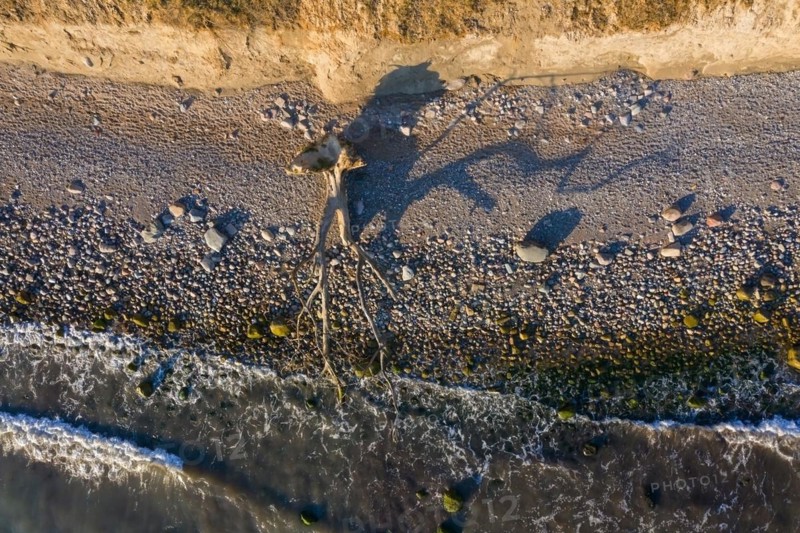 Dead tree on beach at Brodtener Ufer, Brodten Steilufer, cliff in the Bay of Luebeck along the Baltic Sea at sunrise, Schleswig-Holstein, Germany, Europe