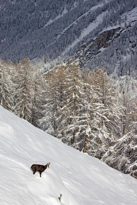 Alpine chamois (Rupicapra rupicapra) solitary male in dark winter coat in deep snow on mountain slope at edge of larch forest in the European Alps