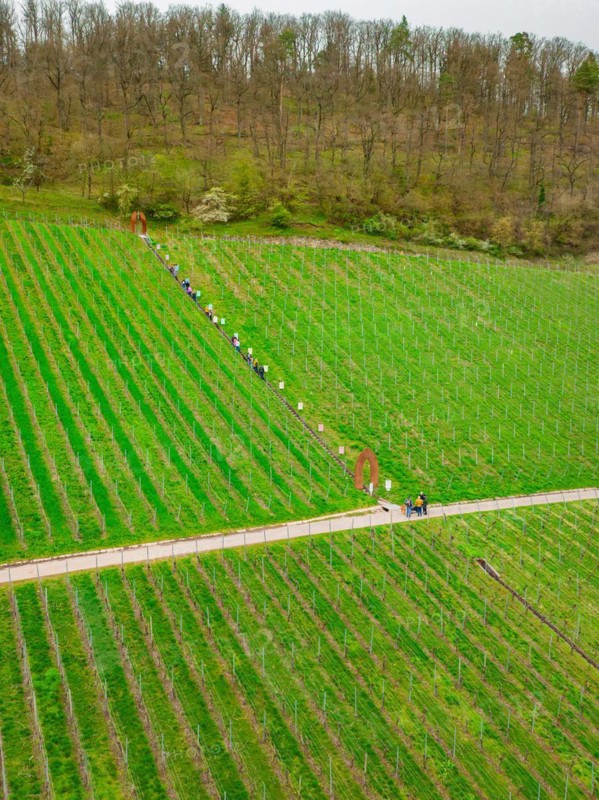 A group of hikers walks along a path through a springtime vineyard, Jesus Grace Chruch, Weitblickweg, Easter hike, Hohenhaslach, Germany, Europe