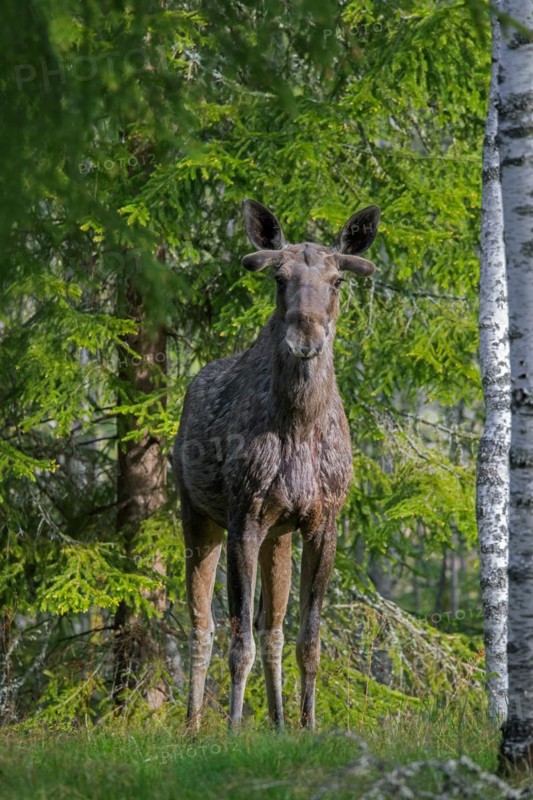 Moose, elk (Alces alces) bull showing early growing stage with antler buds covered in velvet on healed antler pedicles in forest in spring, Sweden, Europe