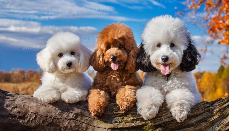 AI generated, animals, mammals, dog, domestic dogs (Canis lupus familiaris), three animals, puppies