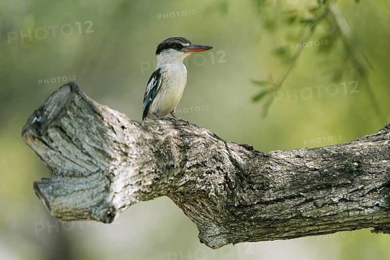 Striped fleece, South Africa, Limpopo, Africa