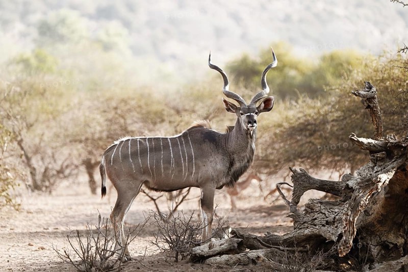 Kudu Group, Limpopo, South Africa, Africa