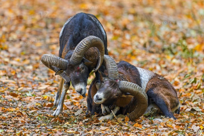 Defeated European mouflon (Ovis aries musimon) lying down after fight by two rams bashing heads and clashing their curved horns during rut in autumn