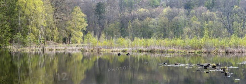 Lake Albertsee in the morning light, swampy sinkhole lake in Frauenseer Forst, Marksuhl, Thuringia, Germany, Europe
