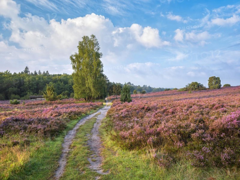 Typical heath landscape in Totengrund near Wilsede with juniper, hiking trail and flowering heather, Lueneburg Heath, Lower Saxony, Germany, Europe