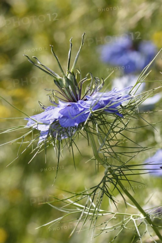 Genuine black cumin (Nigella sativa), North Rhine-Westphalia, Germany, Europe