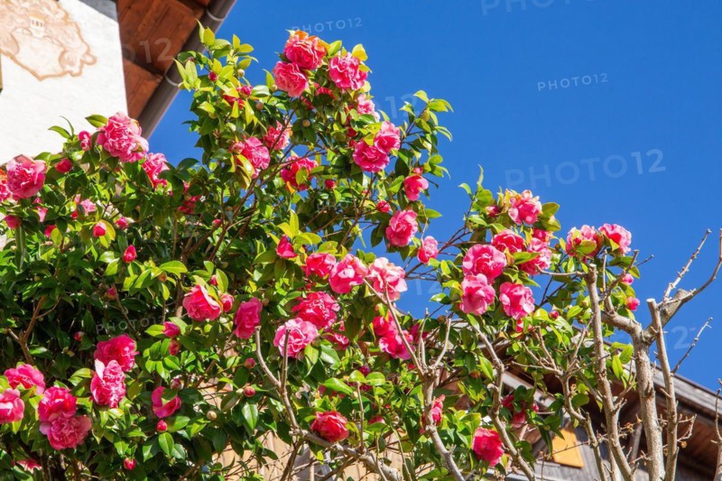 Camellia in bloom in spring, Merano, Val Passiria, Val d'Adige, Burggrafenamt, Alps, South Tyrol, Trentino-Alto Adige, Italy, Europe
