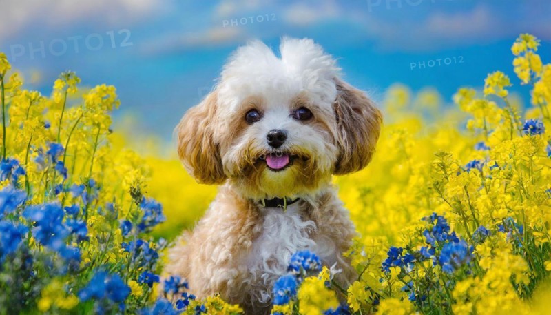 KI generated, animal, animals, mammal, mammals, Maltipoo (Canis lupus familiaris), dog, dogs, bitch, cross between poodle and Maltese, dwarf poodle, small poodle, flower meadow, puppy, cream, white