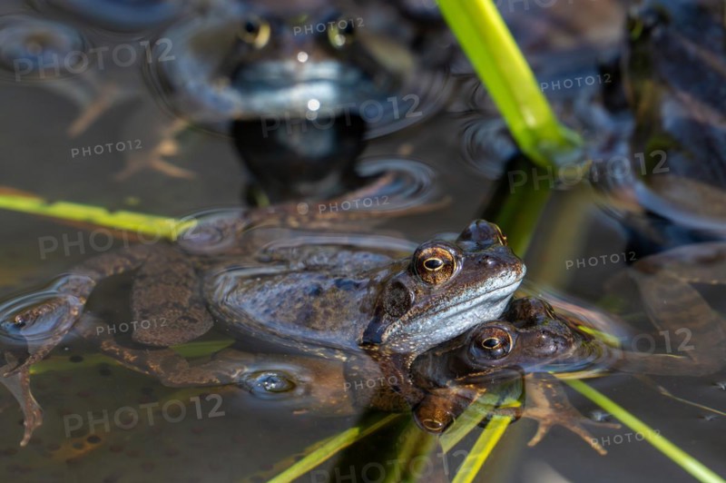 European common brown frogs, grass frog (Rana temporaria) pair in amplexus among aquatic plants in pond during the mating, breeding season in spring