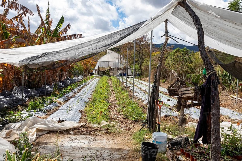 San Pablo Huitzo, Oaxaca, Mexico, Farmers are part of a cooperative that uses agroecological principles. They avoid pesticides and other chemicals, and recycle nutrients through the use of organic fertilizers, Central America