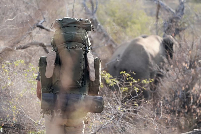 Man with elephant in the background, Limpopo, South Africa, Africa