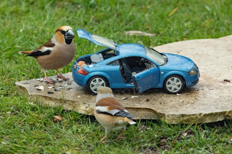 Hawfinch male and female next to blue model car Audi TT standing on stone slab in green grass different seeing
