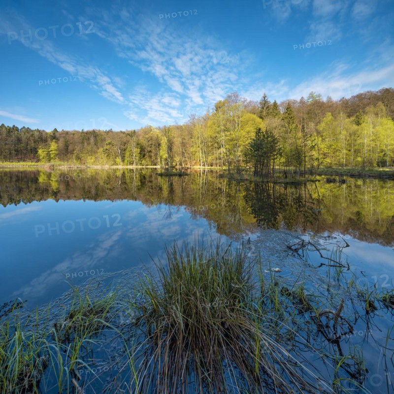 Lake Albertsee in the morning light, swampy sinkhole lake with floating islands in Frauenseer Forst, Marksuhl, Thuringia, Germany, Europe