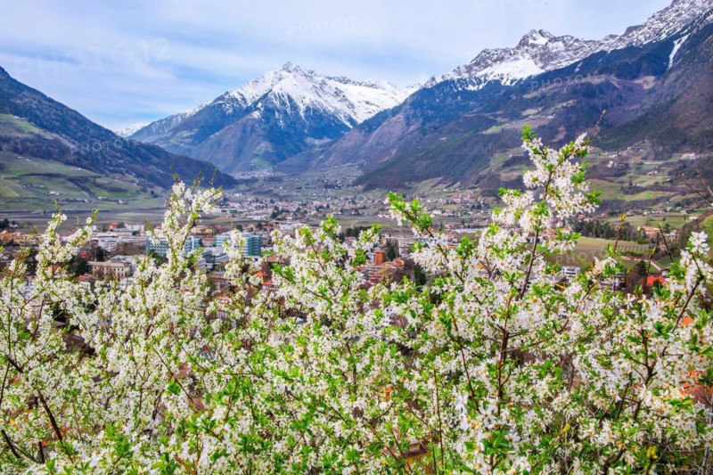 Spring blossom with the Texel Group and the Zielspitze 3006m, Merano, Pass Valley, Adige Valley, Burggrafenamt, Alps, South Tyrol, Trentino-South Tyrol, Italy, Europe