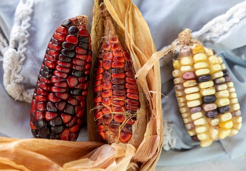 San Pablo Huitzo, Oaxaca, Mexico, Farmers are part of a cooperative that uses agroecological principles. They avoid pesticides and other chemicals, and recycle nutrients through the use of organic fertilizers. Corn is grown on one farm, Central America